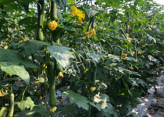 蔬菜種子種植戶客戶點評-種植“優(yōu)比1號”差的用戶，差到什么樣子？