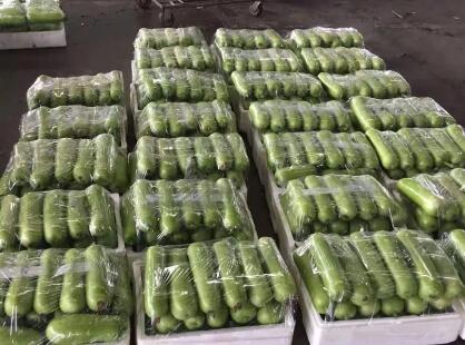 蔬菜種子種植戶客戶點評-上市早，價格好！我連續(xù)種了三年，滿意！