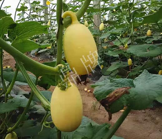 蔬菜種子種植戶客戶點評-上市了，14元/公斤。河南客戶發(fā)來…
