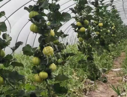 蔬菜種子種植戶客戶點評-我的乖乖，一株坐果15個，6元1斤，好賣得很！