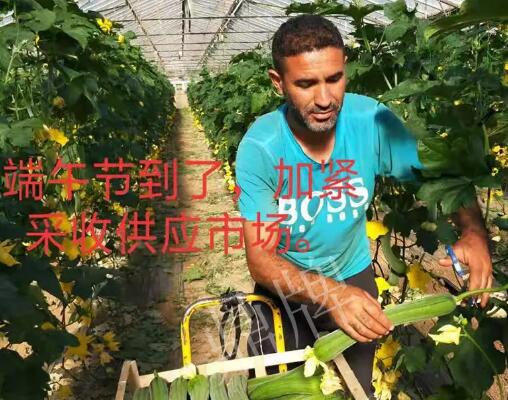 蔬菜種子種植戶客戶點評-羨慕！每公斤24元，“優(yōu)比1號”在法國的表現(xiàn)…