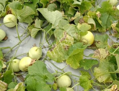 蔬菜種子種植戶客戶點評-低溫寡照的天氣，它仍然優(yōu)秀！