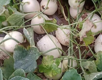 蔬菜種子種植戶客戶點評-“甜，真甜，真是甜！”