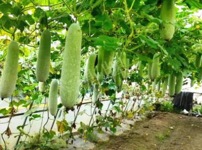 蔬菜種子種植戶客戶點評-我種的冬瓜，肉緊味甜，按個賣！