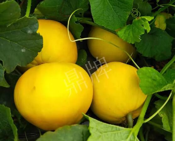 蔬菜種子種植戶客戶點評-純賺50萬，我這個“張大膽”榮光了一把！
