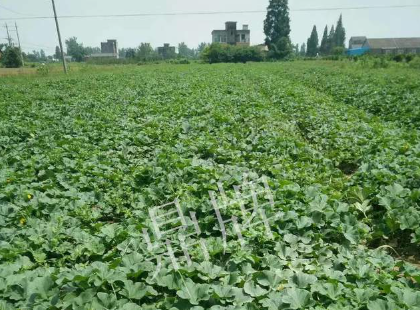 蔬菜種子種植戶客戶點評-今年秋季，什么甜瓜品種表現(xiàn)好？