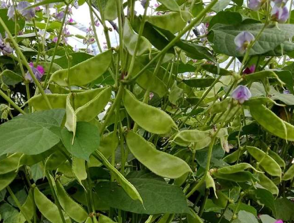 蔬菜種子種植戶客戶點評-一梭梭的，真是結坨了，“特早春”扁豆市斤批價達到10元