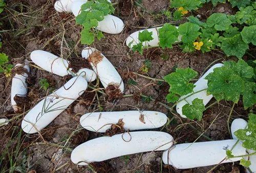 您種植過(guò)“堆堆瓜”嗎？看一看，地上全是瓜！一睹芳容
