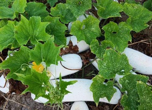您種植過(guò)“堆堆瓜”嗎？看一看，地上全是瓜！一睹芳容