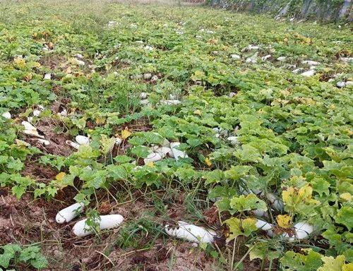 您種植過(guò)“堆堆瓜”嗎？看一看，地上全是瓜！一睹芳容