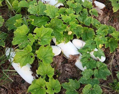 您種植過(guò)“堆堆瓜”嗎？看一看，地上全是瓜！一睹芳容