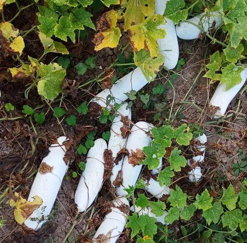 您種植過(guò)“堆堆瓜”嗎？看一看，地上全是瓜！一睹芳容