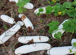 蔬菜種子種植戶客戶點評-您種植過“堆堆瓜”嗎？看一看，地上全是瓜！一睹芳容！