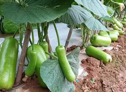 蔬菜種子種植戶客戶點評-浙江菜農種植的鼎牌瓠瓜喜獲豐收，又賣上了好價錢!