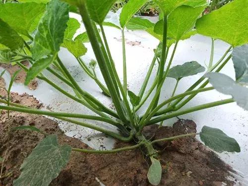 菜農(nóng)種植無需噴農(nóng)藥的蔬菜，不僅栽培簡單、而且效益高