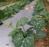 蔬菜種子種植戶客戶點評-無需噴農藥的蔬菜，栽培簡單、效益高！