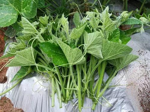 菜農(nóng)種植無需噴農(nóng)藥的蔬菜，不僅栽培簡單、而且效益高