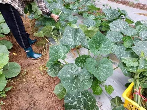 菜農(nóng)種植無需噴農(nóng)藥的蔬菜，不僅栽培簡單、而且效益高