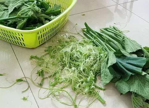 菜農(nóng)種植無需噴農(nóng)藥的蔬菜，不僅栽培簡單、而且效益高