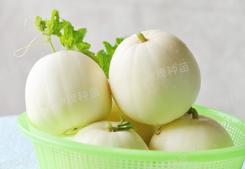 就這4個薄皮甜瓜，畝產(chǎn)萬斤很輕松，瓜果菜農(nóng)搶著種植