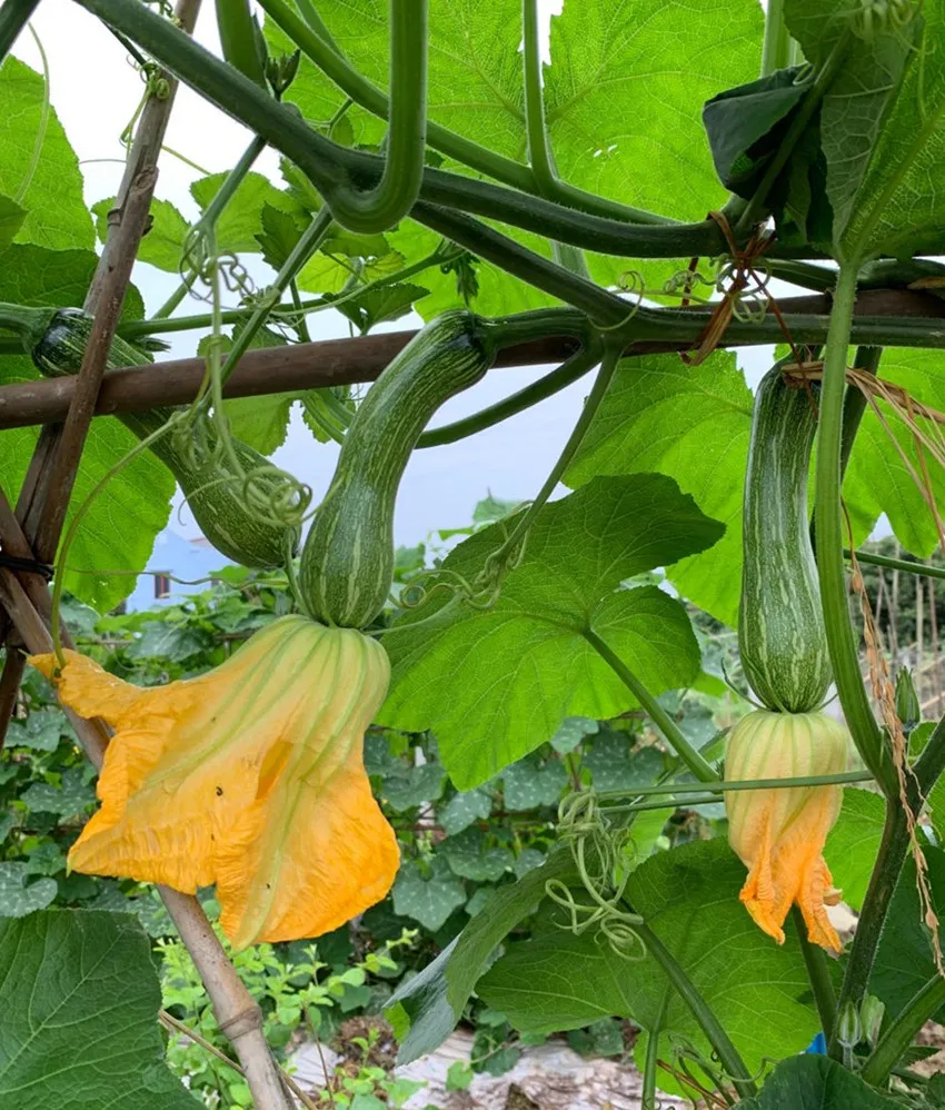 3元1斤的健美蜜本南瓜快成熟了，緬甸種植戶發(fā)來(lái)圖片與視頻