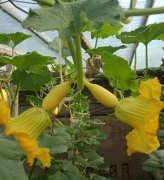 蔬菜種子種植戶客戶點評-看看菜農劉剛建種植的“黃金筍瓜”，高產又高價！