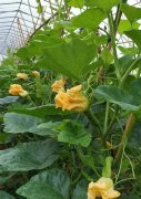 蔬菜種子種植戶客戶點評-在大棚內栽培“健美蜜本”南瓜，怎么樣？看菜農石昌斌發(fā)來的圖片