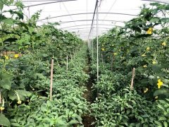 蔬菜種子種植戶客戶點評-這個品種，結瓜太夸張了！太恐怖了！