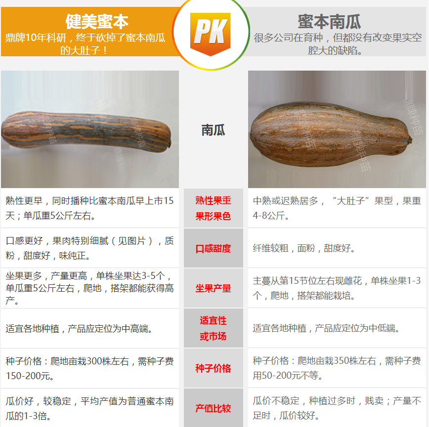 生吃都好吃南瓜新品種，沒有大肚子，肉質(zhì)更密致，農(nóng)戶試種下