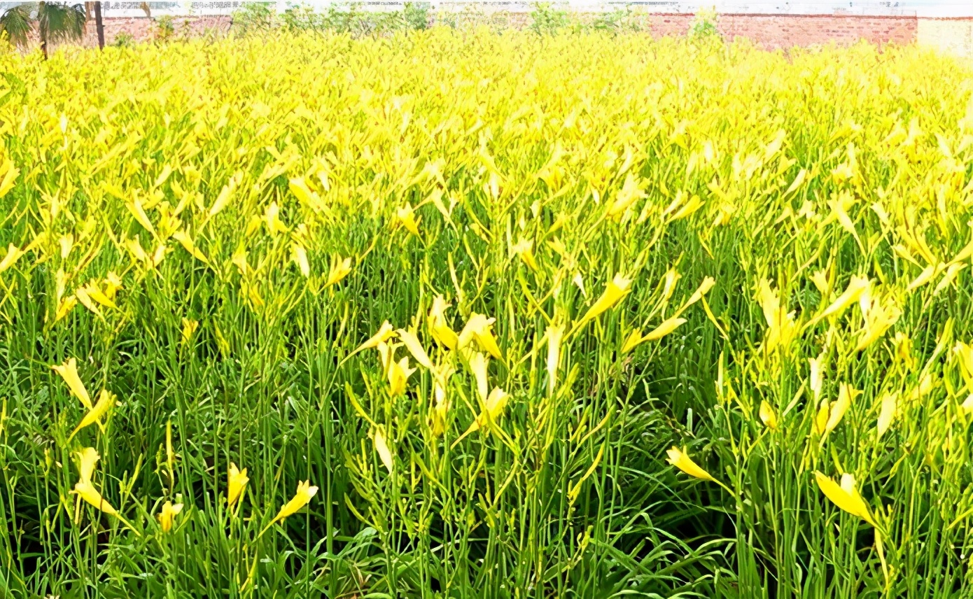 一斤接近20塊，原來它才是最火的國民蔬菜！全國都適種