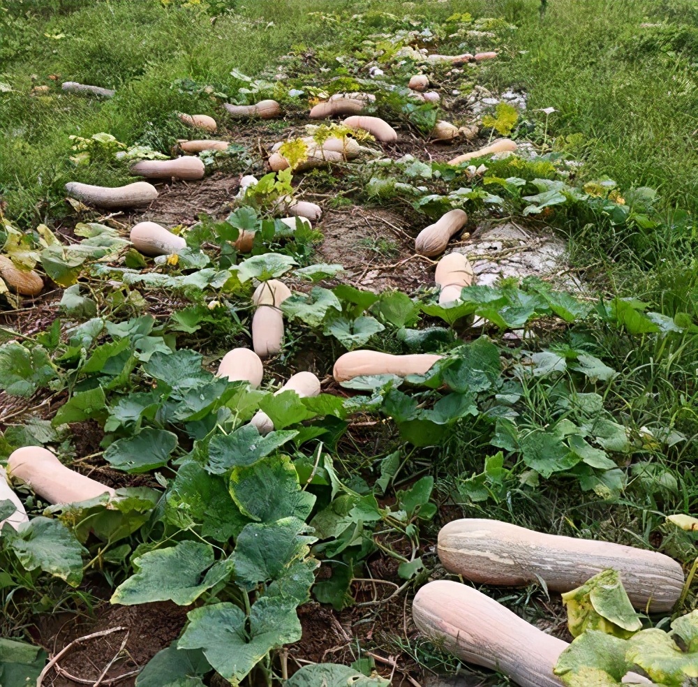 一位轉(zhuǎn)業(yè)后的特種兵，辦農(nóng)場(chǎng)種瓜菜，靠1個(gè)優(yōu)點(diǎn)，年賺200萬