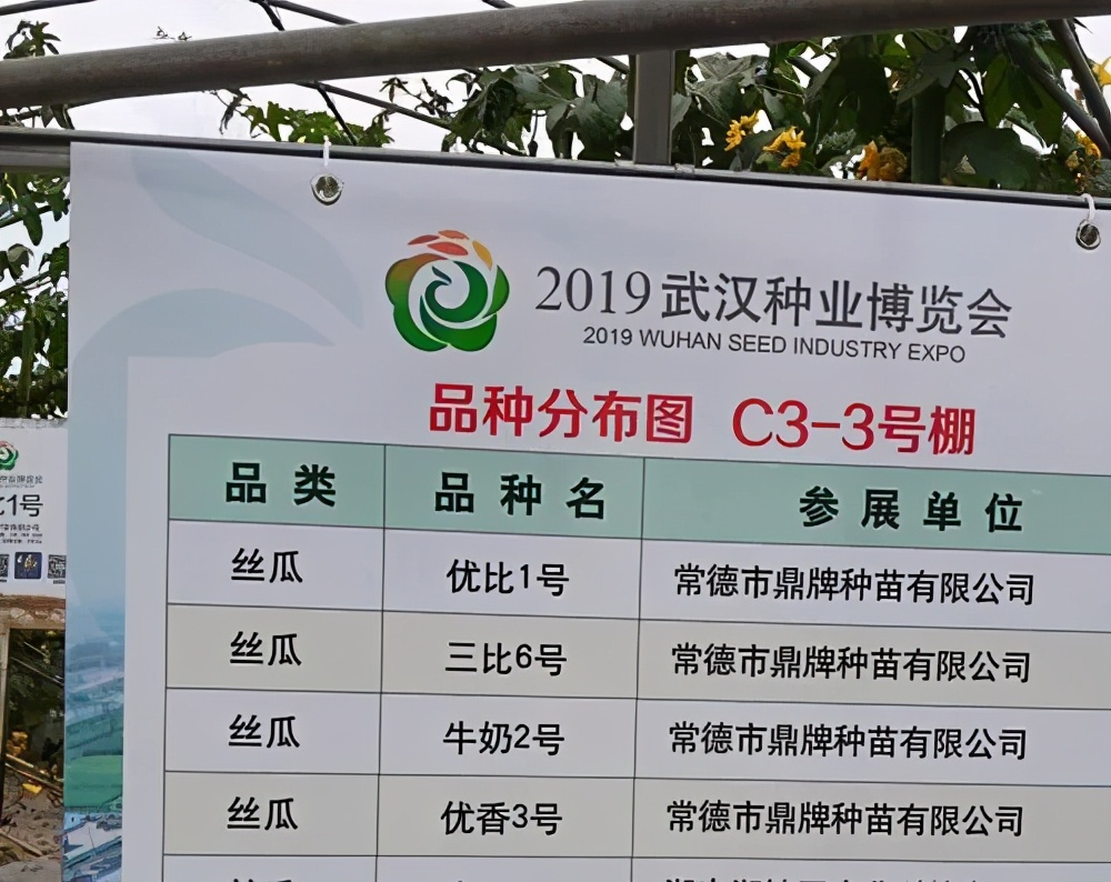 這個(gè)絲瓜畝產(chǎn)可達(dá)8000公斤，菜農(nóng)2021年致富的絲瓜品種