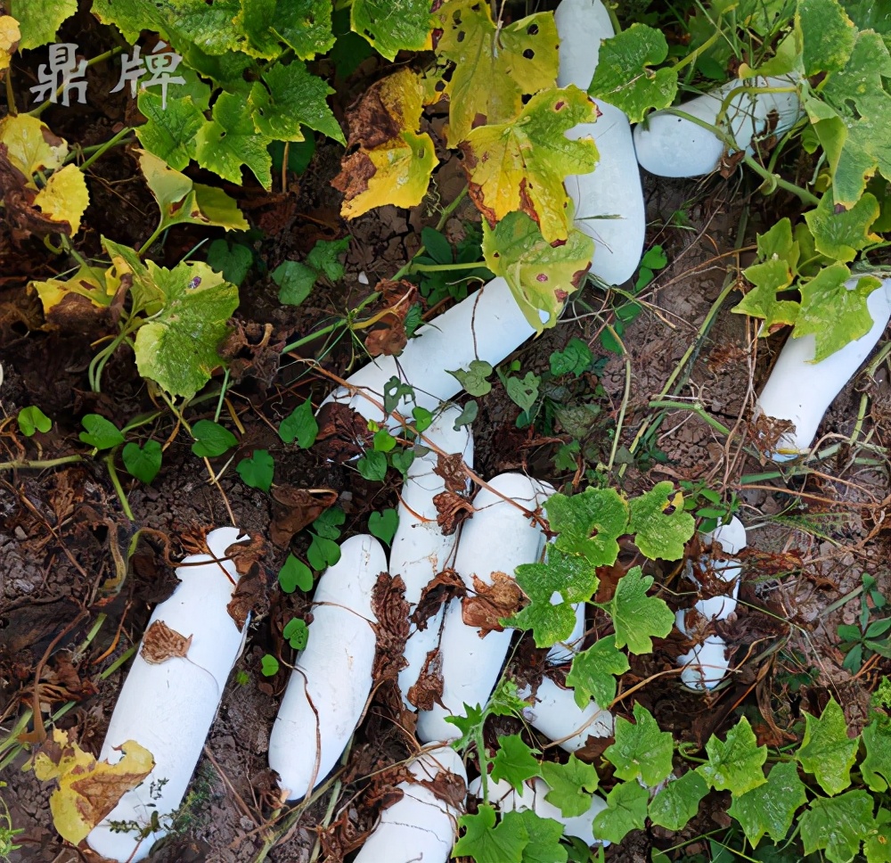 畝產(chǎn)值可達3萬元的冬瓜終上市，21年科研沉淀成就它