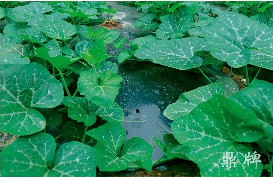 種這種綠葉菜，栽培輕松，畝產(chǎn)值過萬元，菜農(nóng)表示很劃算