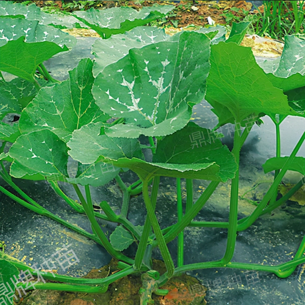 種這種綠葉菜，栽培輕松，畝產(chǎn)值過萬元，菜農(nóng)表示很劃算
