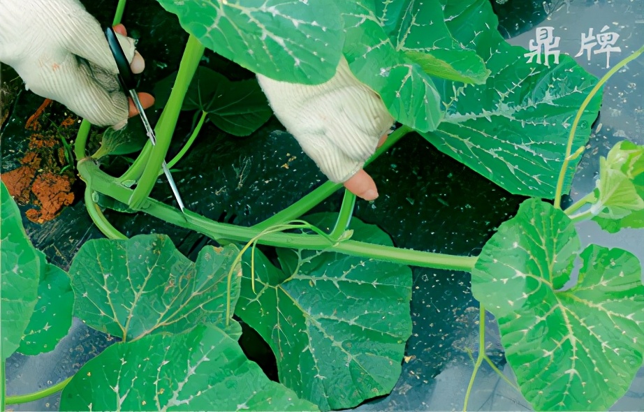 種這種綠葉菜，栽培輕松，畝產(chǎn)值過萬元，菜農(nóng)表示很劃算