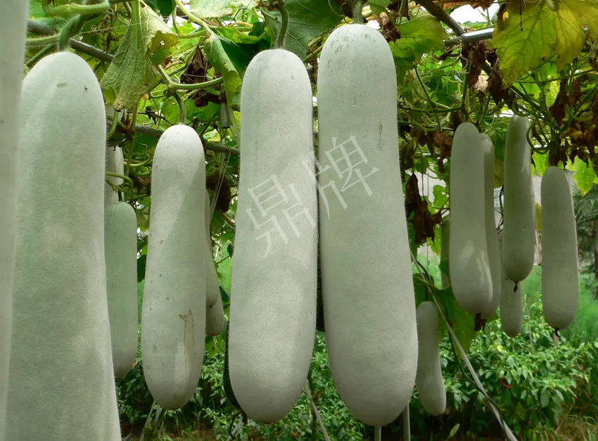 這個品種太優(yōu)秀了！耐儲耐運(yùn)，適合大面積種植，菜農(nóng)瓜販都喜歡