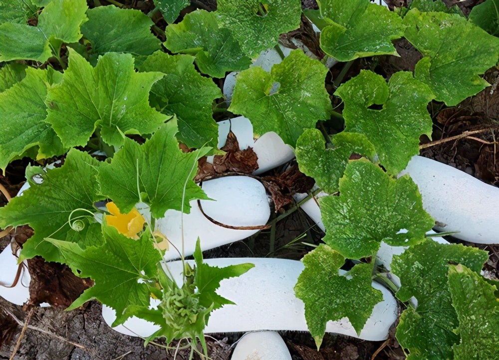 這個品種太優(yōu)秀了！耐儲耐運(yùn)，適合大面積種植，菜農(nóng)瓜販都喜歡