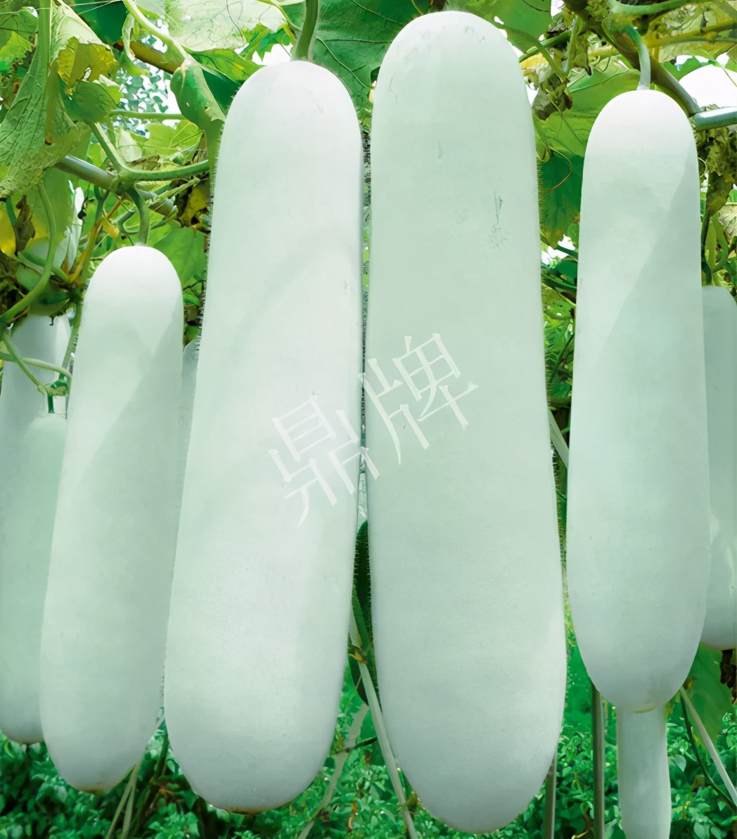 這個品種太優(yōu)秀了！耐儲耐運(yùn)，適合大面積種植，菜農(nóng)瓜販都喜歡
