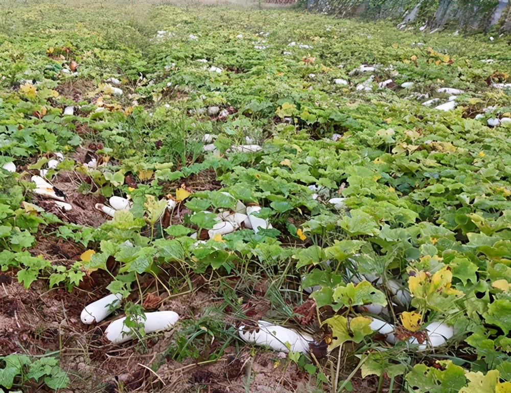 這個品種太優(yōu)秀了！耐儲耐運(yùn)，適合大面積種植，菜農(nóng)瓜販都喜歡