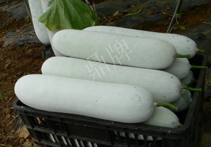 這個品種太優(yōu)秀了！耐儲耐運(yùn)，適合大面積種植，菜農(nóng)瓜販都喜歡