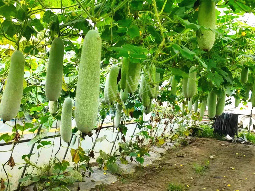 什么品種的冬瓜按個買？價格是同期黑皮冬瓜五倍