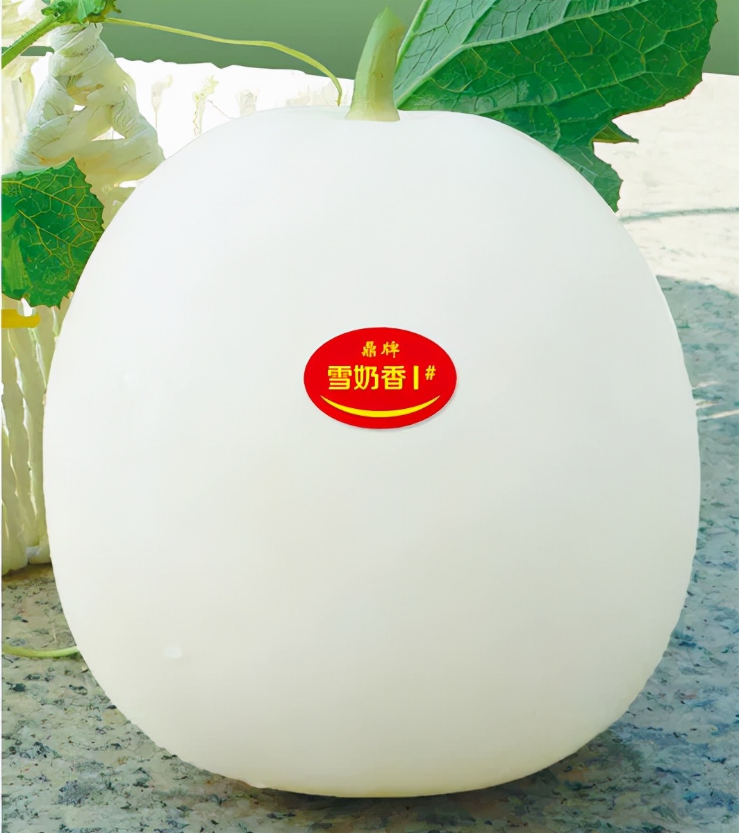 河南焦作的李向林今年種植甜瓜新品種，客戶直接拉貨走人