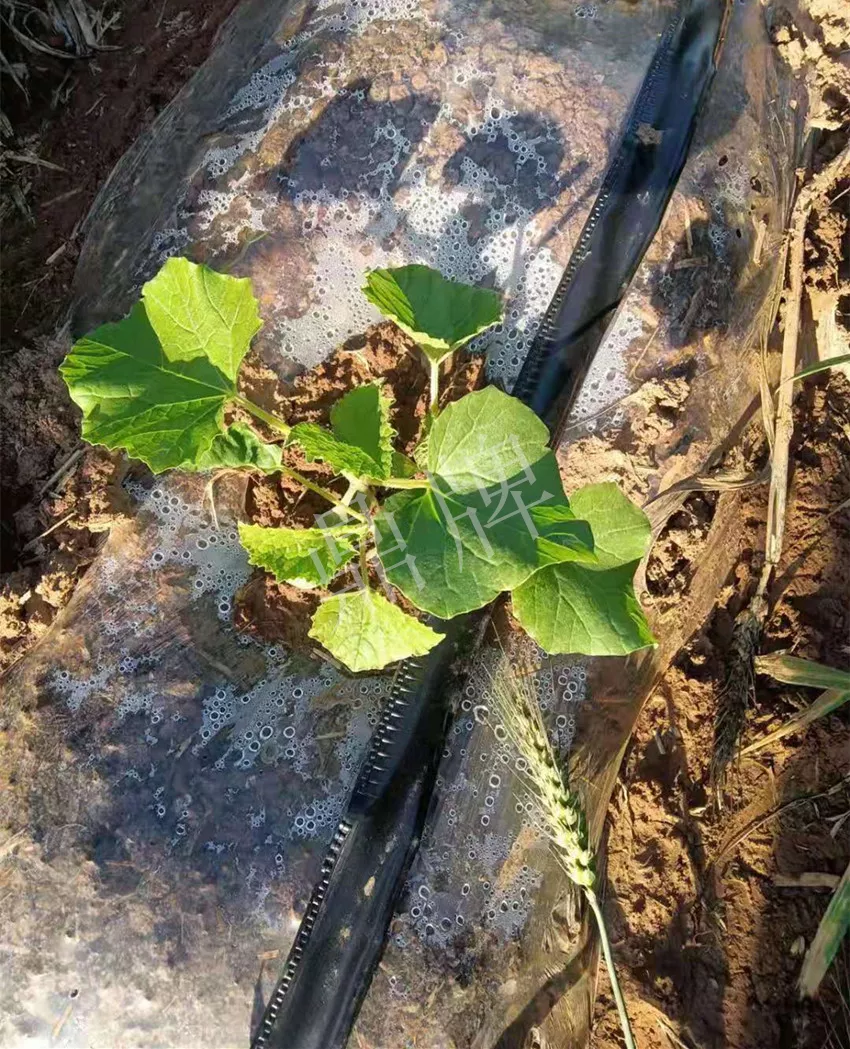 河南焦作的李向林今年種植甜瓜新品種，客戶直接拉貨走人