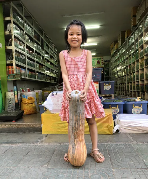 四川農(nóng)戶今年種“健美蜜本”南瓜產(chǎn)量高，品質(zhì)好，感覺巴適得很