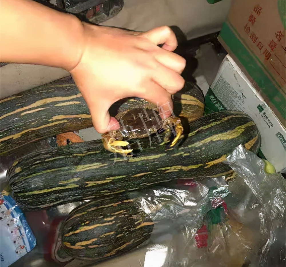 四川農(nóng)戶今年種“健美蜜本”南瓜產(chǎn)量高，品質(zhì)好，感覺巴適得很