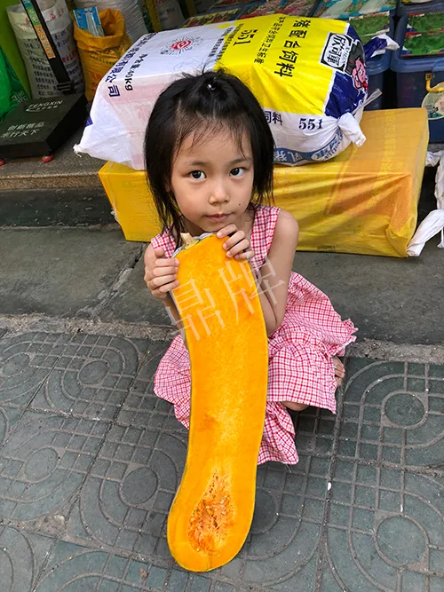 四川農(nóng)戶今年種“健美蜜本”南瓜產(chǎn)量高，品質(zhì)好，感覺巴適得很