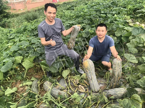 四川農(nóng)戶今年種“健美蜜本”南瓜產(chǎn)量高，品質(zhì)好，感覺巴適得很