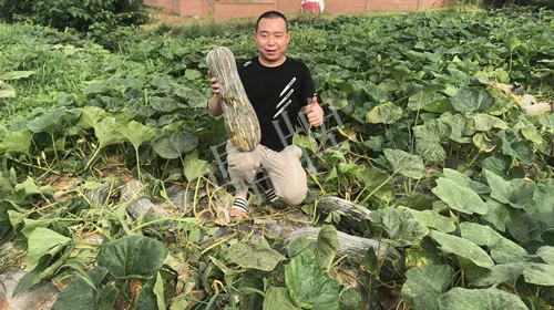 四川農(nóng)戶今年種“健美蜜本”南瓜產(chǎn)量高，品質(zhì)好，感覺巴適得很