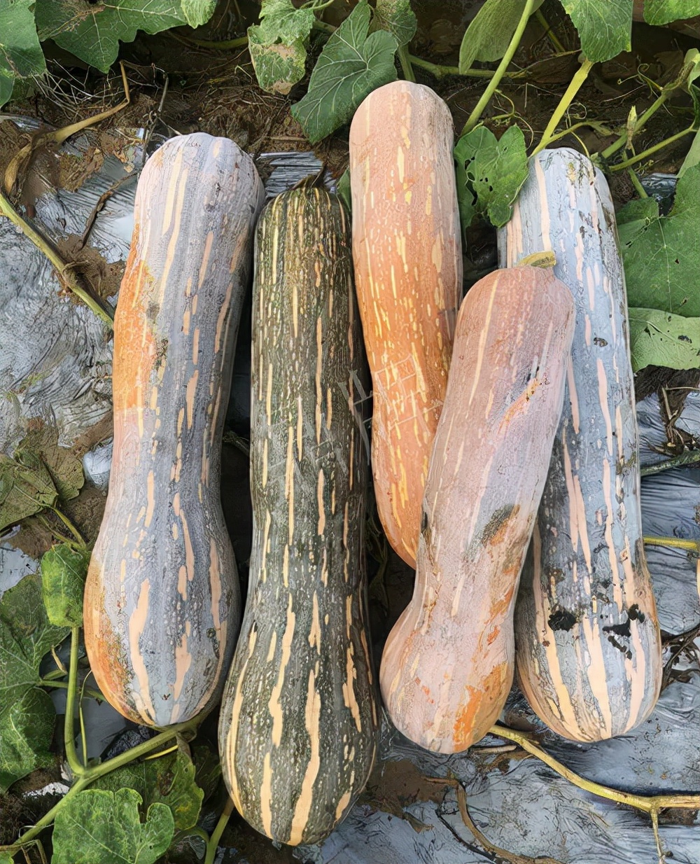 四川農(nóng)戶今年種“健美蜜本”南瓜產(chǎn)量高，品質(zhì)好，感覺巴適得很